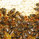 Imagen para el artículo titulado Entrenan abejas para localizar explosivos